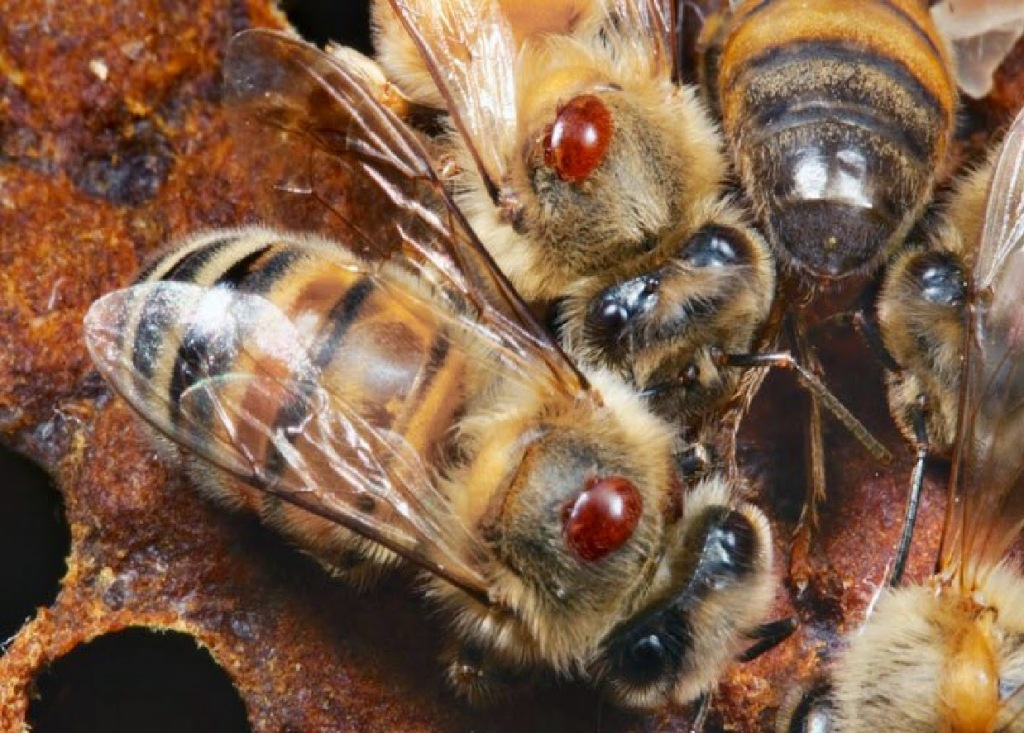 Detección de enfermedades en abejas con IA: Protegiendo a los polinizadores del futuro